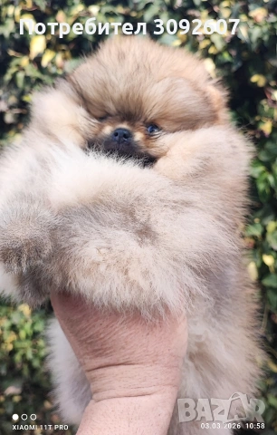 Померан момче