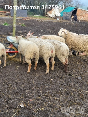 продавам шилета,овце, снимка 2 - Овце - 53081961