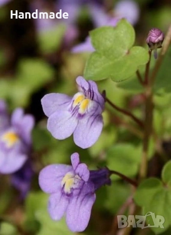 Стенна цимбалария / "  Око против уроки", снимка 2 - Градински цветя и растения - 53782107