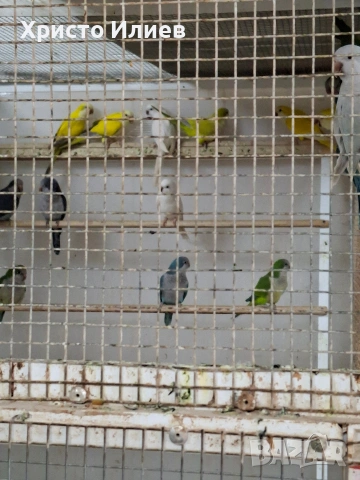 Парот център -Бургас .Купувам монашески папагали 