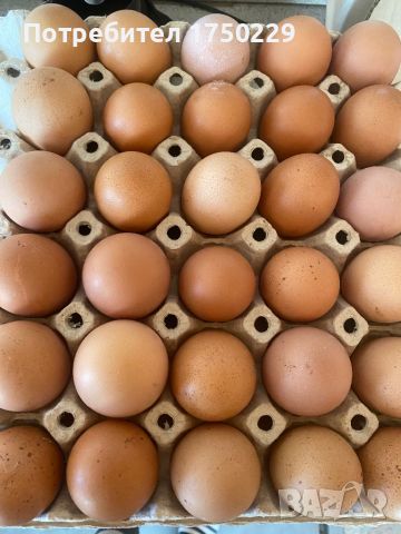 Домашни яйца, снимка 1 - Кокошки и пуйки - 45111370