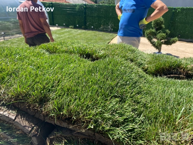 Тревен чим , снимка 12 - Градински цветя и растения - 51528828