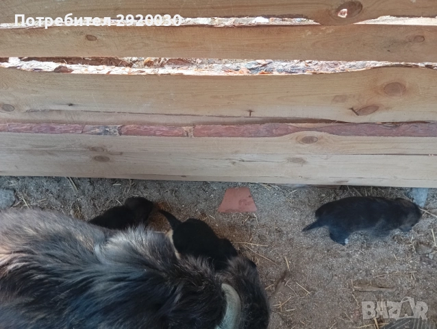 Кученца каракачани, снимка 10 - Каракачанска овчарка - 52457599