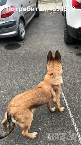  СПЕШНО Белгийска Овчарка (Малиноа), снимка 2 - Белгийска овчарка - 52895727