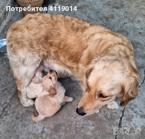 Голдън ретривър, снимка 6 - Голдън ретривър - 46049831