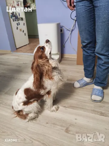 търся мъжки кавалер кинг чарлз, снимка 4 - Търси партньор - 49533284