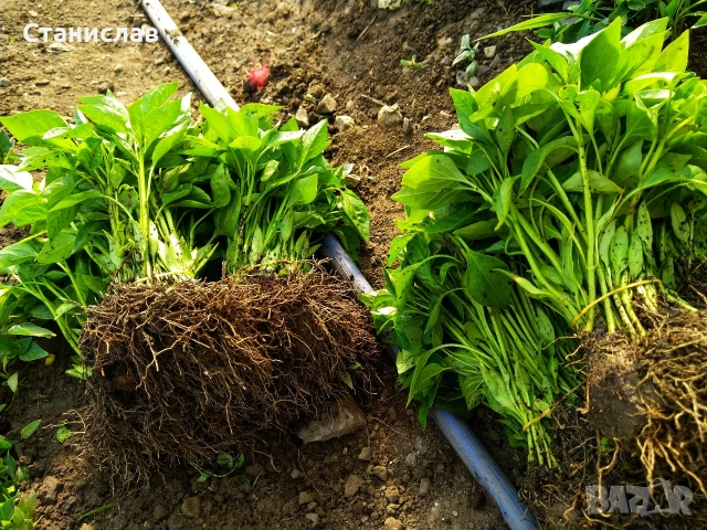 Готов разсад домати краставици тиквички ягоди, снимка 8 - Разсади - 54039880