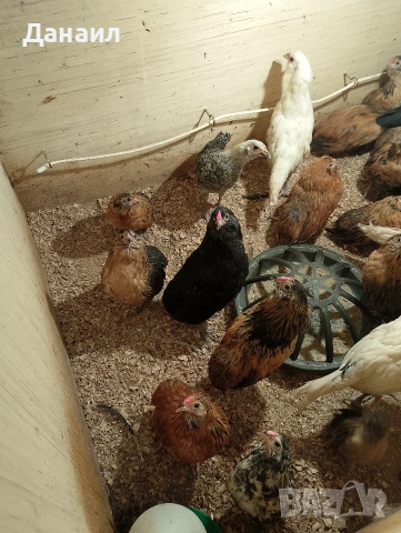 Грюбе, снимка 6 - други­ - 53823897