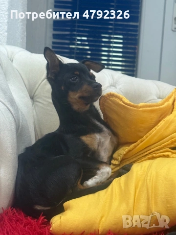 Продавам мъжки пинчер, снимка 4 - Пинчер - 54150172