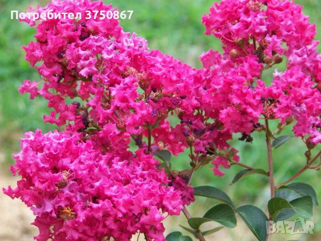 Индийският люляк (Lagerstroemia indica) , снимка 4 - Градински цветя и растения - 46532253