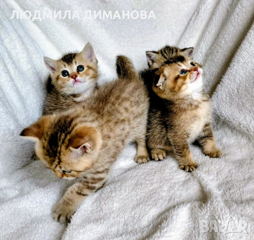 Шотландски мъжки женски , снимка 2 - Британска късокосместа - 53440012