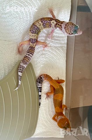 Леопардов гекон - Eublepharis macularius, Leopard geckos, morph Pied Total Eclipse, снимка 1 - Гекон - 46368736