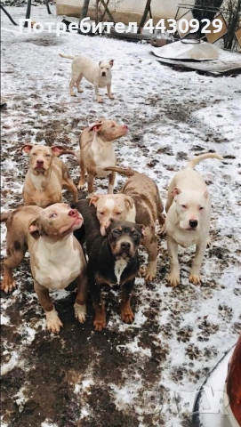 American Bully XL, снимка 10 - Други - 53135049
