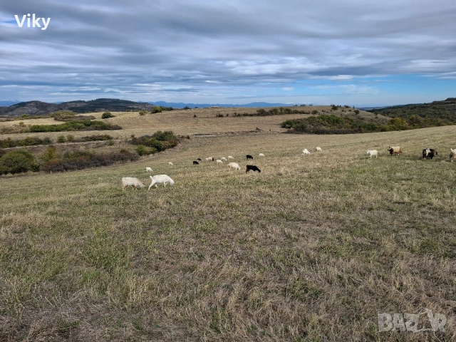 ярета на свободна паша, снимка 16 - Кози - 51962195