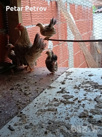 Декоративни кокошки , снимка 10 - Кокошки и пуйки - 51707427