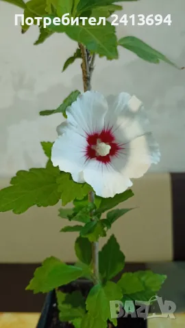 дървовидна градинска ружа - hibiscus syriacus Red heart , снимка 1 - Други - 47223942