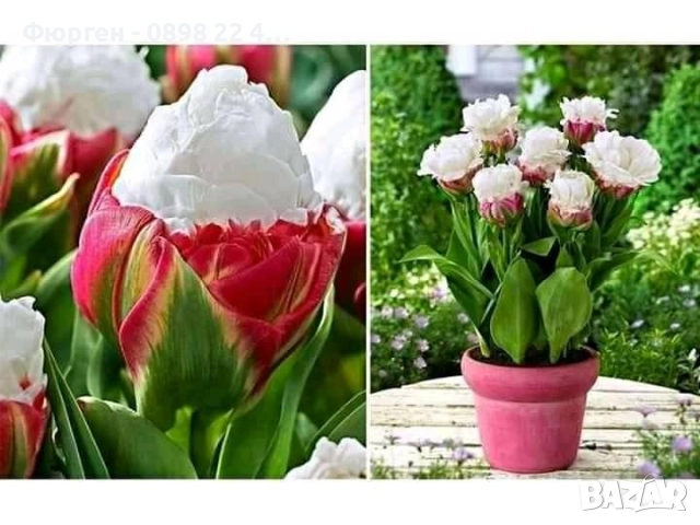 Луковици  на сладоледено лале, снимка 4 - Разсади - 51643678