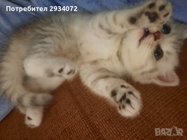 Малка женска британска сребърна чинчила си търси своите стопани, снимка 3 - Британска късокосместа - 53420284