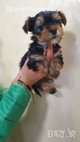  мини йоркширски териер, снимка 7 - Йоркширски териер - 52957300