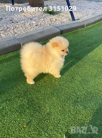 Померан мини шпиц, снимка 5 - Померан - 54204460