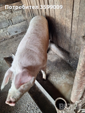 продавам свиня 