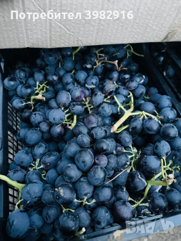 Грозде за ракия 