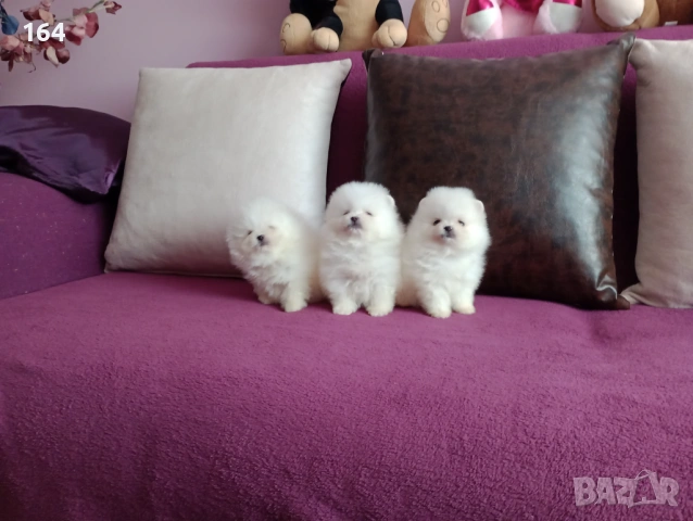 Чисто бели мини Померани. Реални снимки !