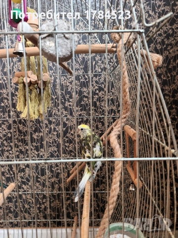 Младо пойно папагалче, снимка 2 - Папагали - 53573022