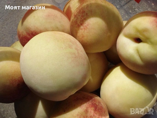 Бяла нектарина, снимка 3 - Градински цветя и растения - 53626833