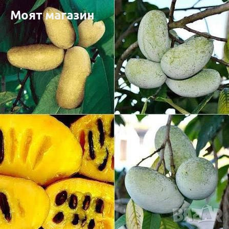 Асимина индиански банан, снимка 2 - Градински цветя и растения - 53632460