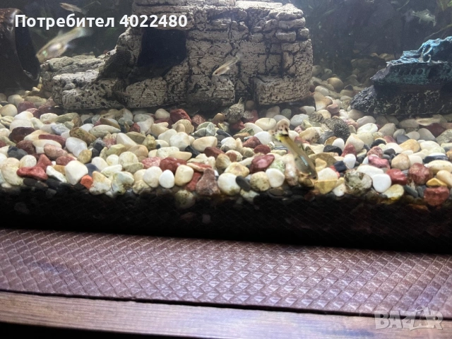 Гупи, снимка 5 - Рибки - 53903708