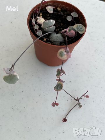 Церопегия вариегатна/Ceropegia Woodii variegata/Низ от сърца, снимка 3 - Стайни растения - 45607429