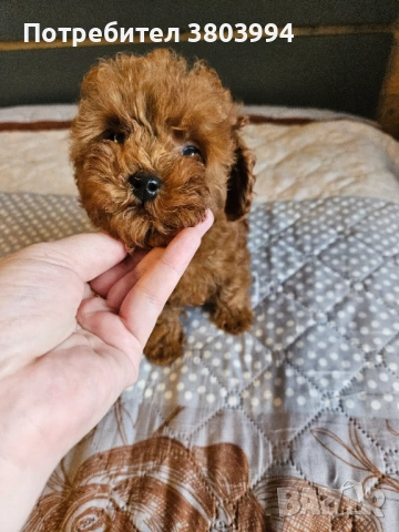 Тйи къп / Той пудел чистокръвни момиченца, снимка 2 - Пудели - 54023192