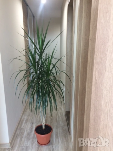 Драцена, Хлорофитум, снимка 3 - Стайни растения - 50815848