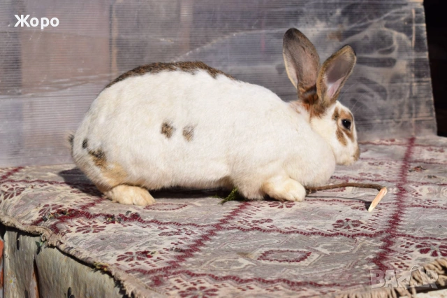 Зайци за разплод, снимка 6 - Други животни - 53611714