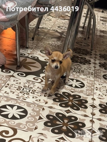 Чистокръвен пинчер