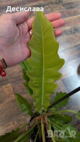 Philodendron "Golden crocodile", снимка 4 - Стайни растения - 46792068