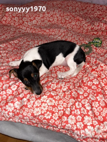 джак ръсел за КОЛЕДА-желания подарък! женско кутре 1212251445, снимка 2 - Джак ръсел териер - 52750881