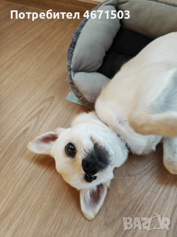 Чихупинчер , снимка 2 - Пинчер - 53937653