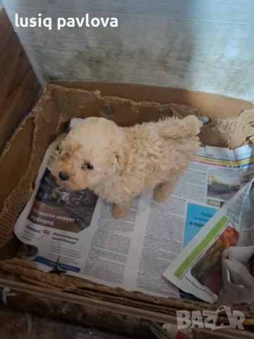 Пудел той, снимка 5 - Пудели - 53214749