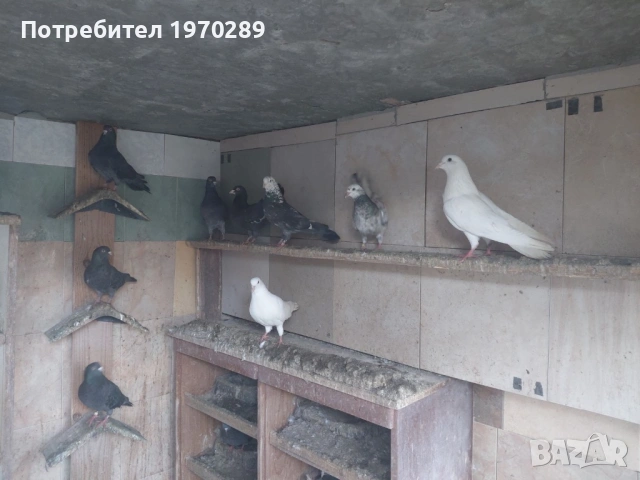 Пазарджишки гълъби