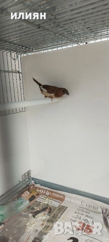 Чифт Среброклюни,Японски амадини, снимка 3 - Амадини - 54265448