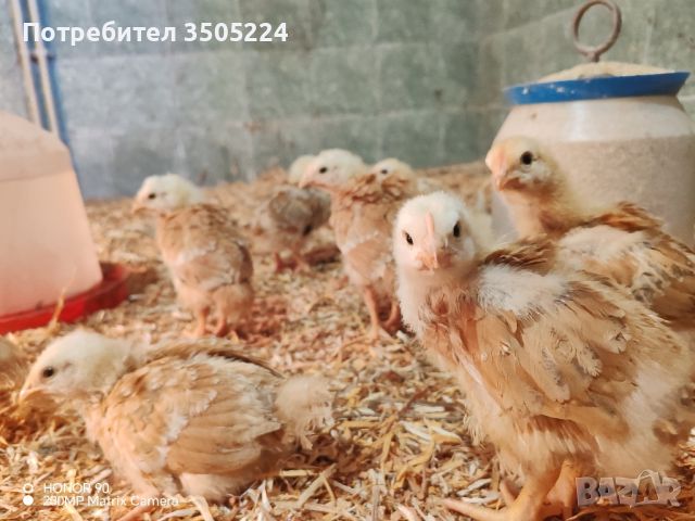 Малки пилета от един ден до 1 месец 