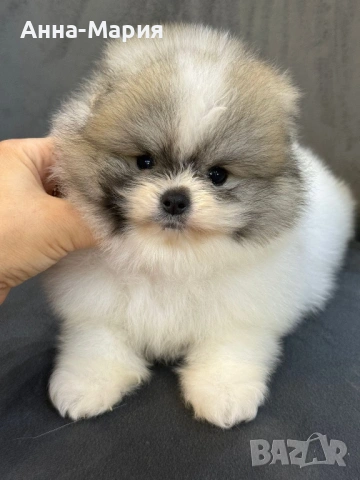 Мини померан