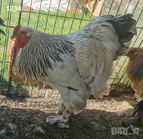 петел Брама на 9 месеца, снимка 3 - Кокошки и пуйки - 45220858
