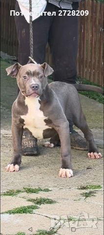 Американско Були Хл/American Bully XL 