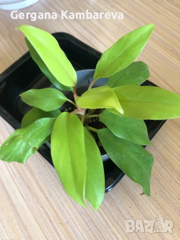 Philodendron Lemon Lime 