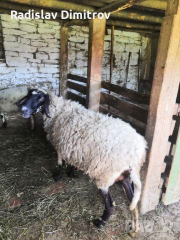 Продавам черноглава Плевенска овца към 81килограма гледана със мерак за номер за връзка 088 518 9601, снимка 7 - Овце - 45913609