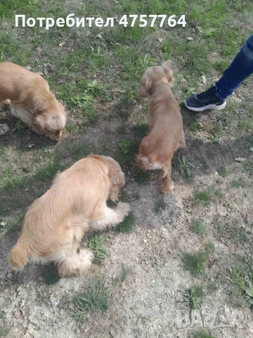 Кокер Шпаньол, снимка 2 - Кокер шпаньол - 54254751