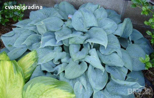 Hosta Canadian Blue (Хоста Канадско синьо), снимка 3 - Градински цветя и растения - 46307749